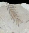 Metasequoia (Dawn Redwood) Fossil - Montana #62292-1